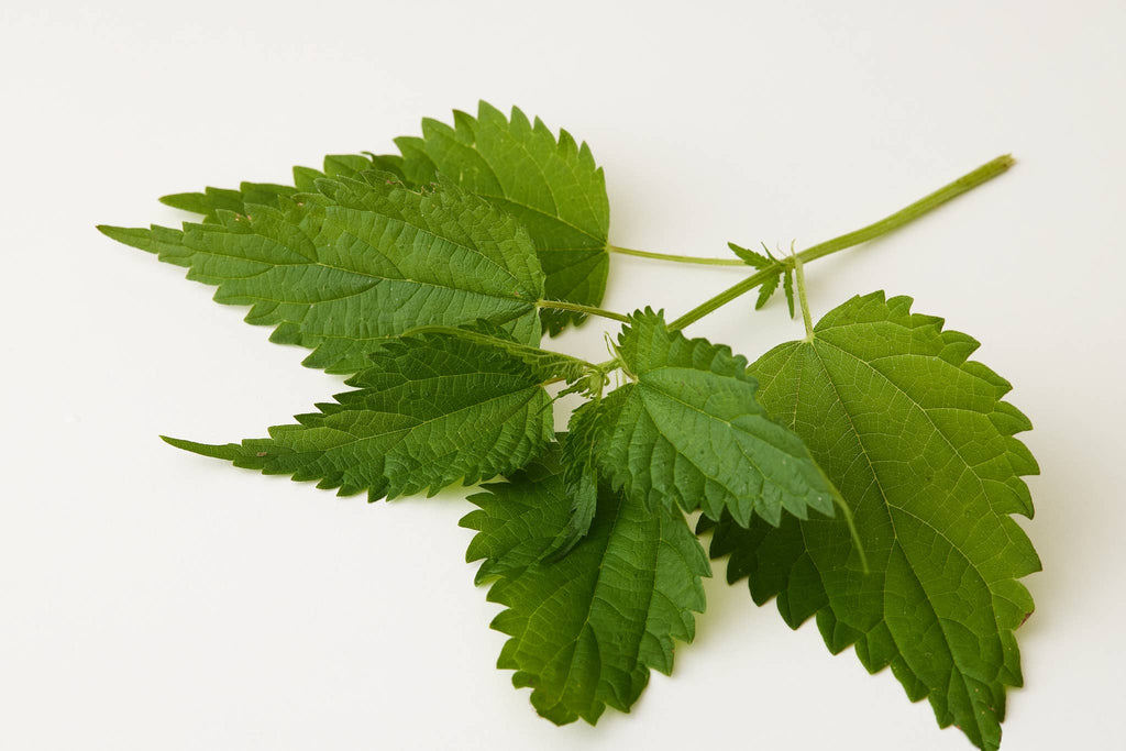 Under Luna - TULSI BLOOM CONDITIONER