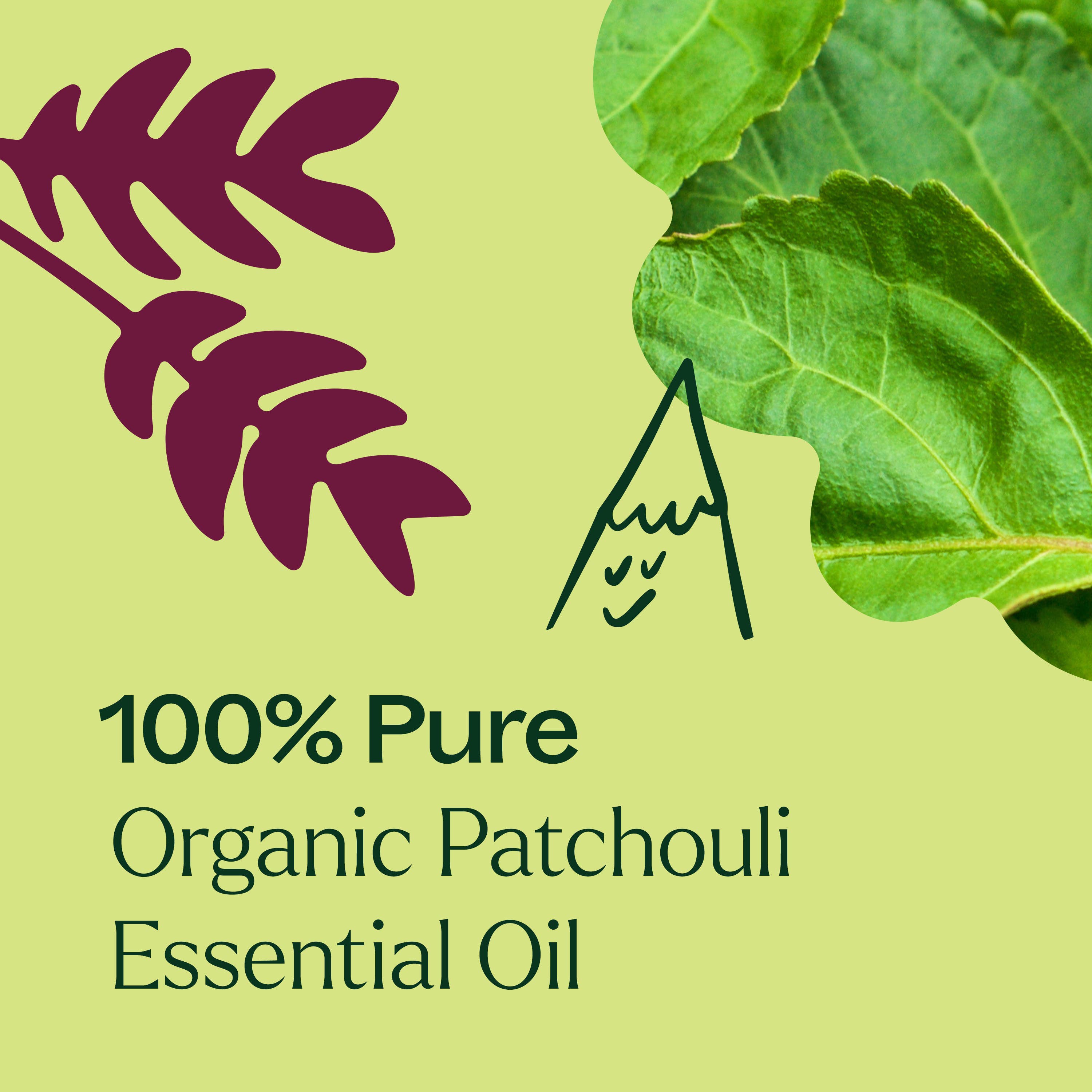 Plant Therapy - Organic Patchouli Essential Oil 10 mL