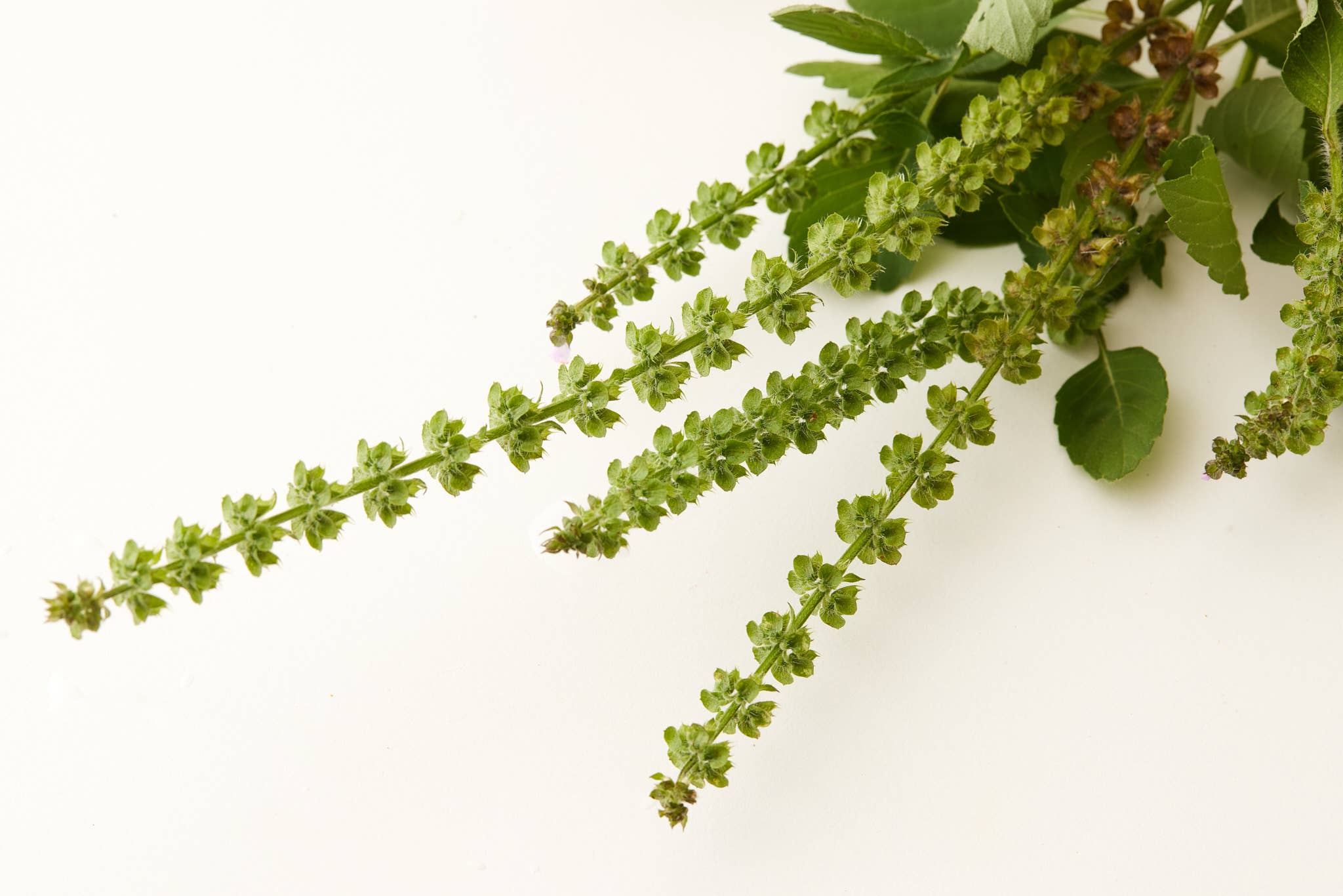 Under Luna- TULSI BLOOM SHAMPOO