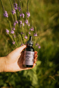 Elderberry Extract